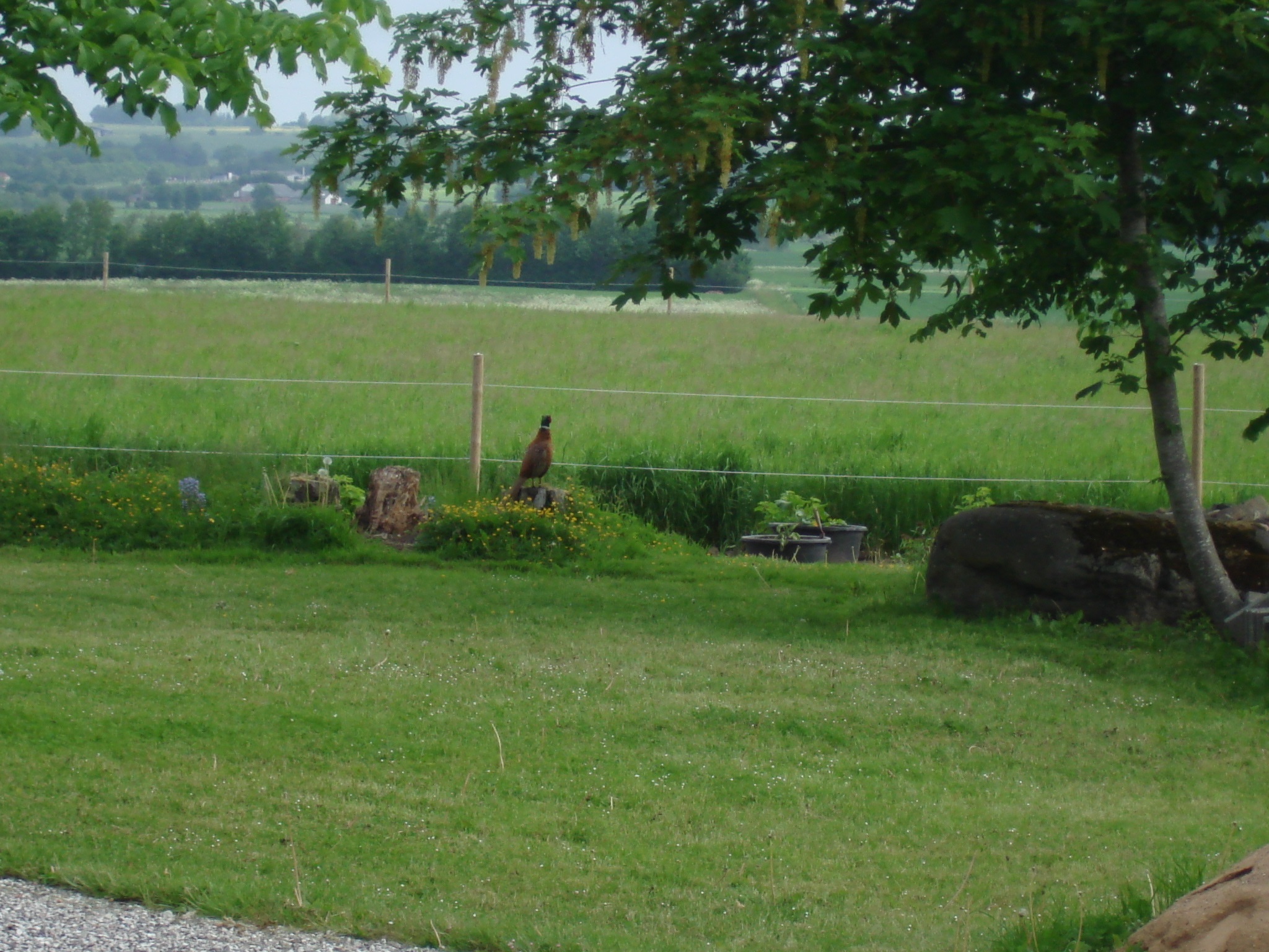 "Vores" flotte fasan