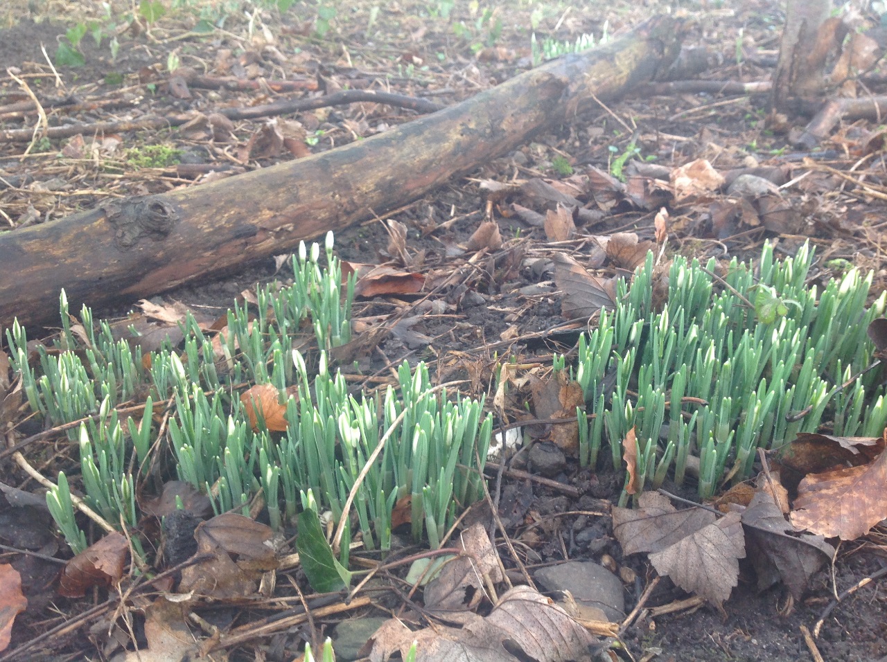 Selvom vi kun er midt i januar, og dagene stadig er mørke og kolde, så pibler disse små forårsbebudere lige nu op af den kolde jord..det varsler lysere og lunere tider forude😊