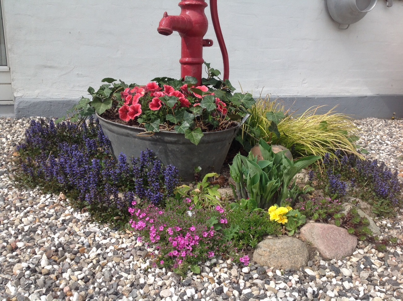 Lige nu er det lille bed ved vandpumpen det smukkeste syn af glade farver 😊